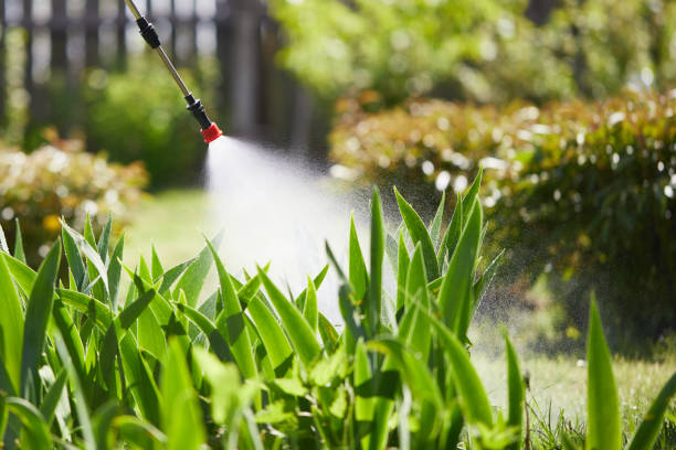 24/7 Emergency Termite Control experts in Lopezville, TX